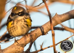 yellow-rumped-warbler